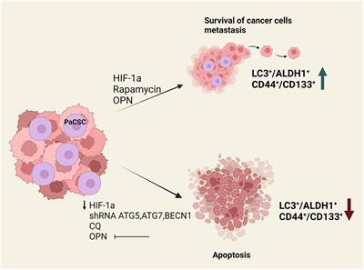 Targeting autophagy in pancreatic cancer: The cancer stem cell perspective